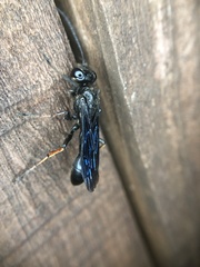 Isodontia auripes