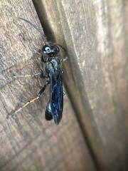 Isodontia auripes