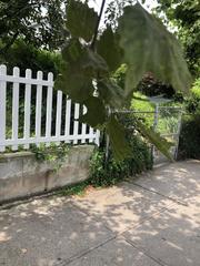 Platanus occidentalis