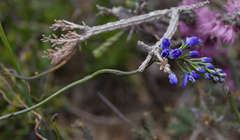 Comesperma ciliatum