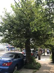 Platanus occidentalis