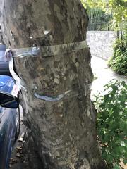 Platanus occidentalis