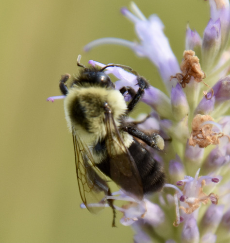 photo of Common Eastern Bumble Bee (Bombus impatiens)
