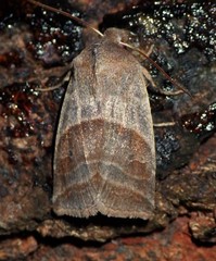 Eupsilia devia