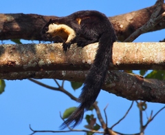 Ratufa bicolor