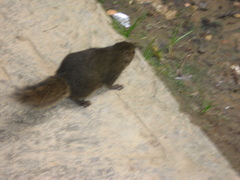 Sundasciurus everetti