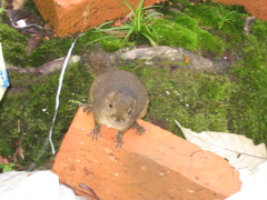 Sundasciurus everetti