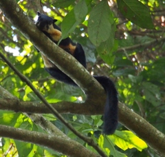 Ratufa bicolor
