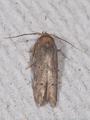 Blastobasis floridella