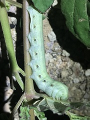 Proserpinus terlooii