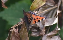 Aglais urticae chinensis