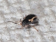 Phyllotreta zimmermanni