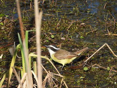 Pitangus sulphuratus