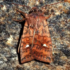 Eupsilia tristigmata