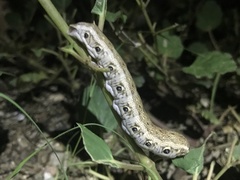 Proserpinus terlooii