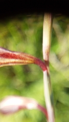 Hesperantha radiata