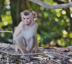 Northern Pig-Tailed Macaque photo 3