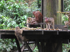 Macaca nemestrina