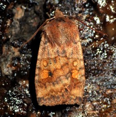 Eupsilia tristigmata