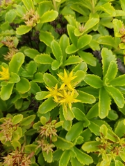 Phedimus kamtschaticus