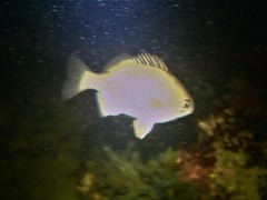 Kyphosus cornelii