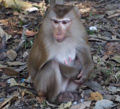 Northern Pig-Tailed Macaque photo 1