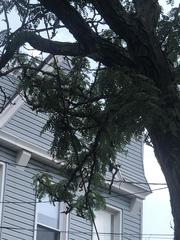 Gleditsia triacanthos