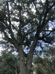 Gleditsia triacanthos