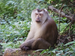 Northern Pig-Tailed Macaque photo 2