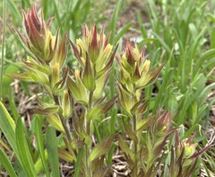 Castilleja cryptantha
