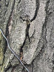 Gleditsia triacanthos