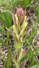 Castilleja cryptantha