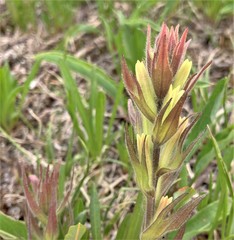 Castilleja cryptantha