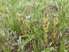 Castilleja cryptantha