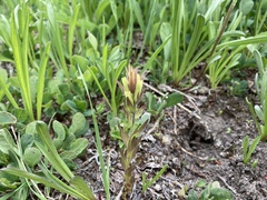 Castilleja cryptantha