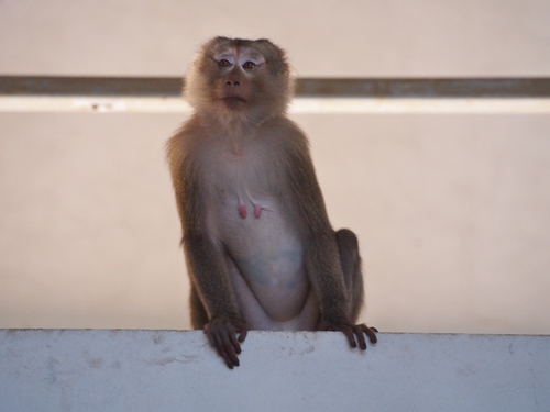 Northern Pig-tailed Macaque, photo 8 of 10
