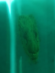 Agonopterix ocellana
