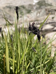 Carex scopulorum scopulorum