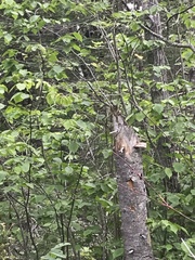 Tamiasciurus hudsonicus regalis