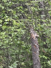 Tamiasciurus hudsonicus regalis