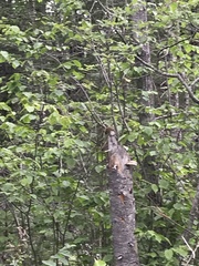 Tamiasciurus hudsonicus regalis