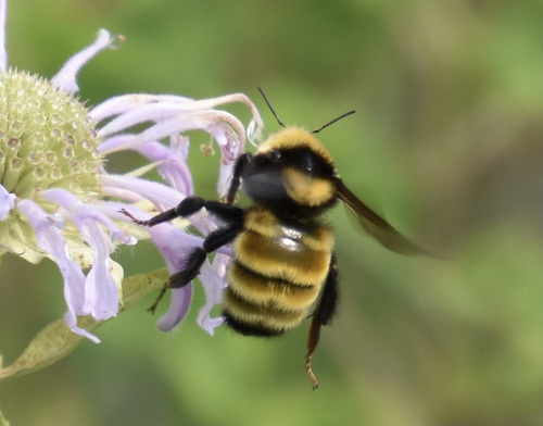 photo of Northern Amber Bumble Bee (Bombus borealis)