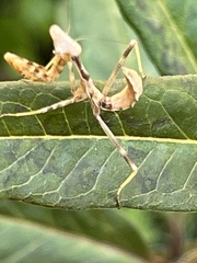 Stagmomantis californica