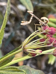 Stagmomantis californica