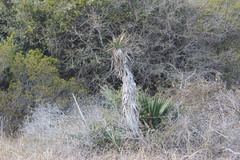 Yucca aloifolia