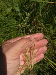 Fimbristylis bisumbellata