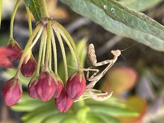 Stagmomantis californica