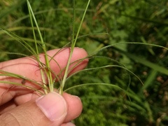 Fimbristylis bisumbellata