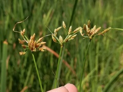 Fimbristylis bisumbellata