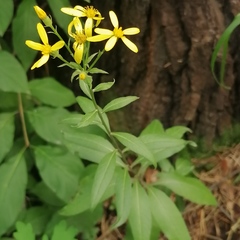Senecio nemorensis